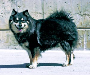 フィニッシュ・ラップ・ドッグ