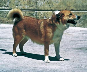 アイスランド・シープドッグ