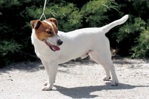 ジャック・ラッセル・テリア
