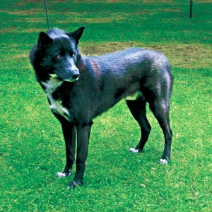 カナーン・ドッグ