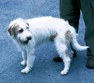 イストリアン・ラフコーテッド・ハウンド