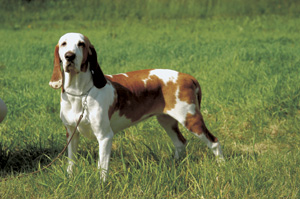 スパニッシュ・ハウンド