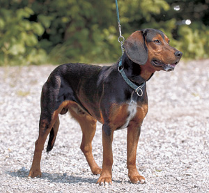 オーストリアン・スムース・ブラッケ