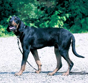 オーストリアン・ブラック・アンド・タン・ハウンド