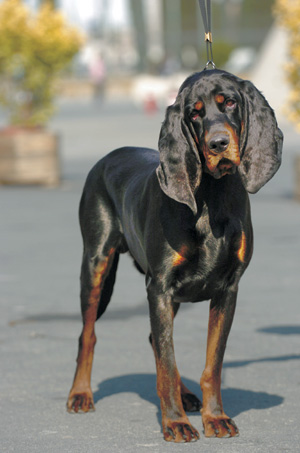 ブラック・アンド・タン・クーンハウンド