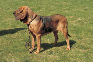 ブラッドハウンド