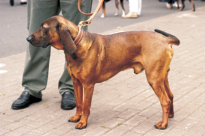 バヴァリアン・ハウンド