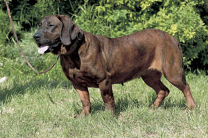 ハノーヴァリアン・ハウンド