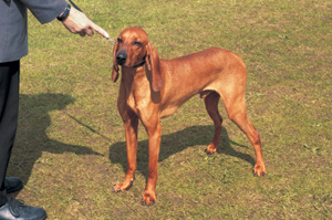 イタリアン・ハウンド