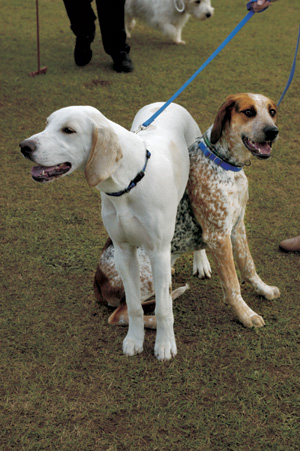 イングリッシュ・フォックスハウンド