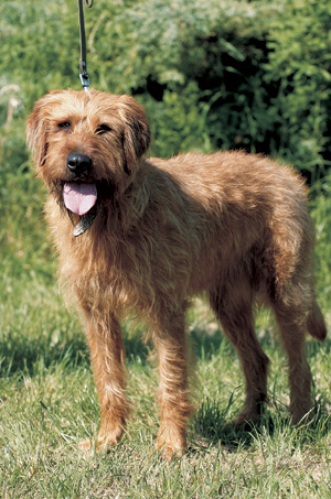 ステイリッシャー・ラフヘアード・マウンテン・ハウンド