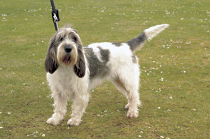 グラン・バセー・グリフォン・バンデーン