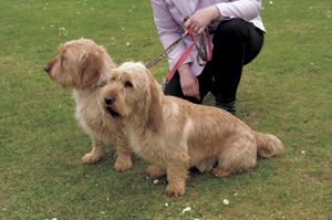 バセー・フォーブ・ド・ブルターニュ