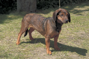 アルペン・ダックスブラッケ