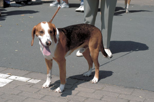 ジャーマン・ハウンド