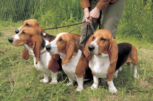 バセー・アルティジャン・ノルマン