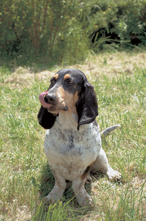 バセー・ブルー・ド・ガスコーニュ