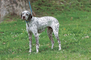 ブルボネ・ポインター