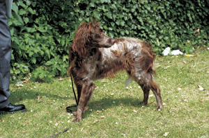 ポン・オードメル・スパニエル