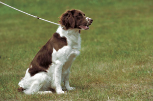 ドレンチェ・パトライスホンド