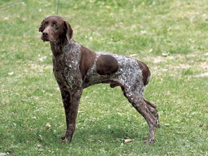 フレンチ・ピレニアン・ポインター