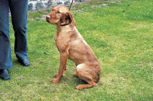 ハンガリアン・ワイアーヘアード・ビズラ