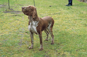 イタリアン・ポインティング・ドッグ