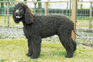 アイリッシュ・ウォーター・スパニエル