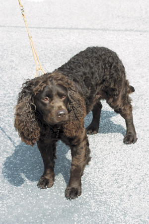 アメリカン・ウォーター・スパニエル