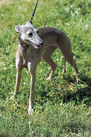 イタリアン・グレーハウンド