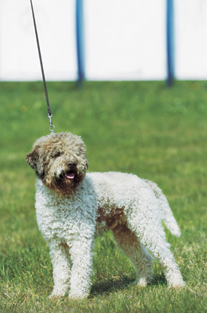 ロマーニョ・ウォーター・ドッグ