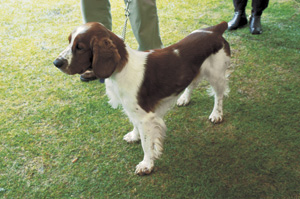 ウェルシュ・スプリンガー・スパニエル