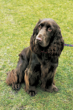 フィールド・スパニエル