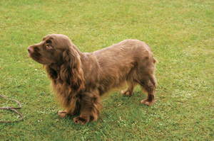 サセックス・スパニエル