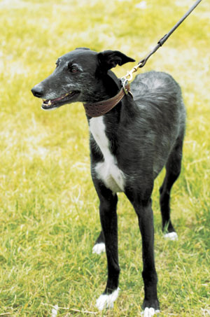 スパニッシュ・グレーハウンド