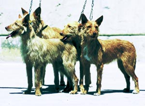 ポデンコ・アンダルース