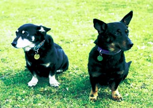 ランカシャー・ヒーラー