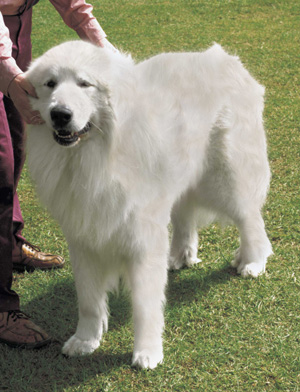 グレート・ピレニーズ（ピレニアン・マウンテン・ドッグ）