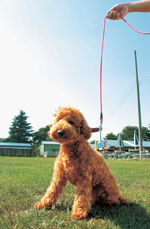 プードル／トイ・プードル