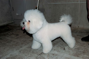 ビション・フリーゼ