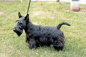 スコティッシュ・テリア