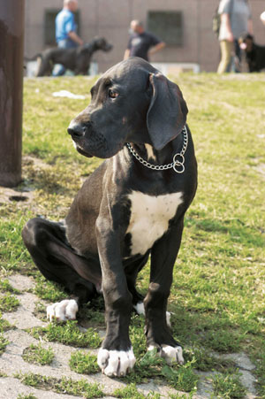 グレート・デーン