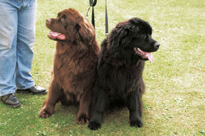 ニューファンドランド