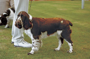 イングリッシュ・スプリンガー・スパニエル