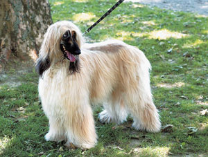 アフガン・ハウンド