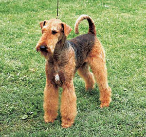 エアデール・テリア