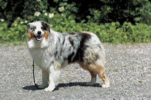 オーストラリアン・シェパード