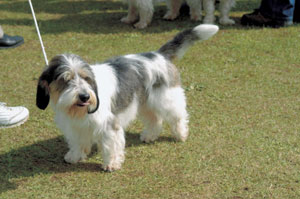 プチ・バセー・グリフォン・バンデーン