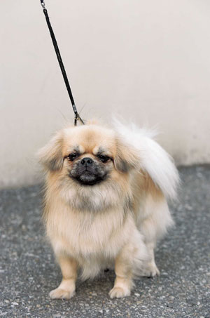 チベタン・スパニエル