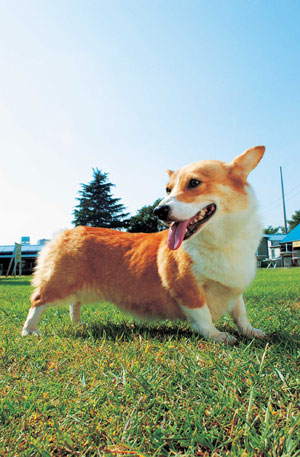 ウェルシュ・コーギー・ペンブローク